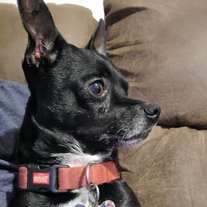 Meet your Posher, Blaze